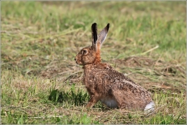 <p>ZAJÍC POLNÍ (Lepus europaeus) okolí Šluknovsko - Knížecí /European hare - Feldhase/</p>